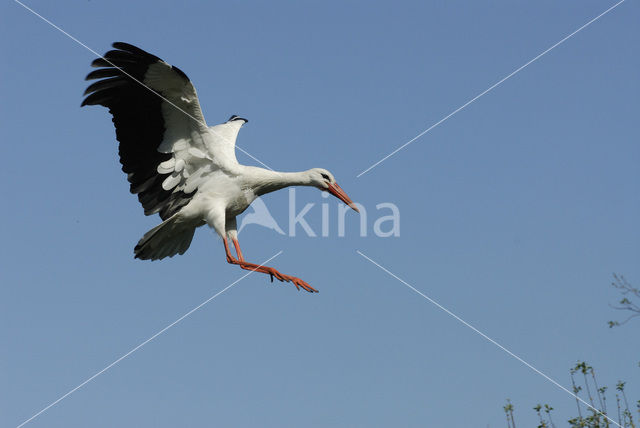 White Stork (Ciconia ciconia)