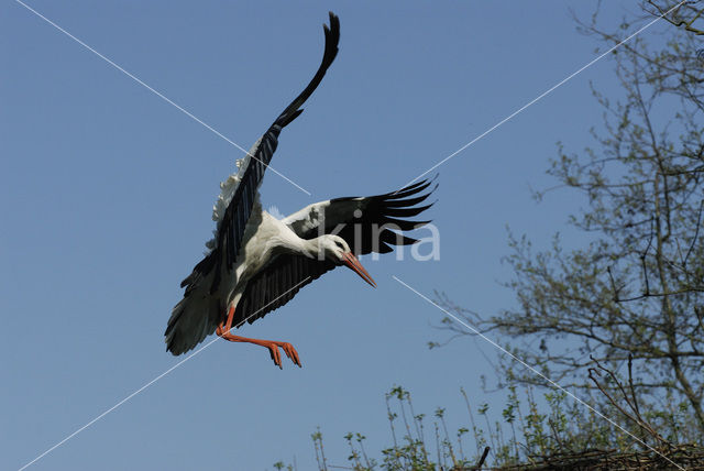 White Stork (Ciconia ciconia)