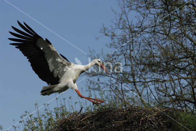 White Stork (Ciconia ciconia)