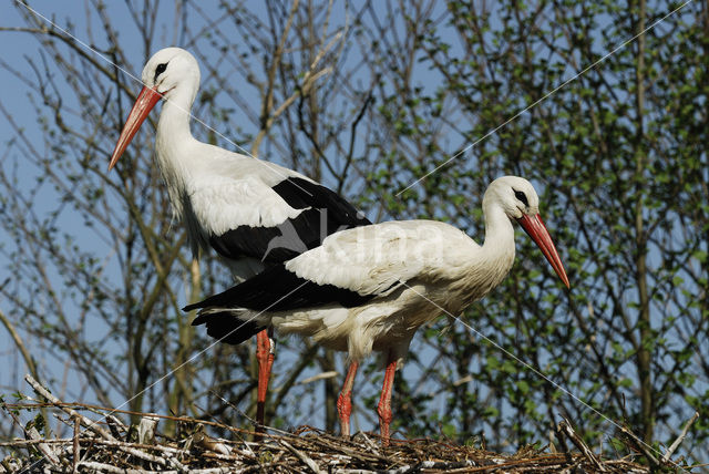 White Stork (Ciconia ciconia)