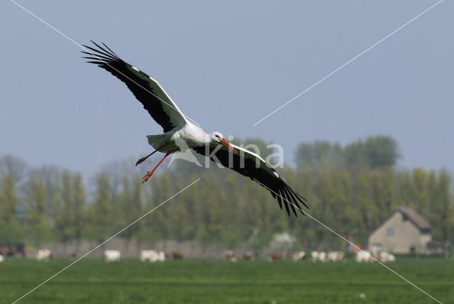 Ooievaar (Ciconia ciconia)