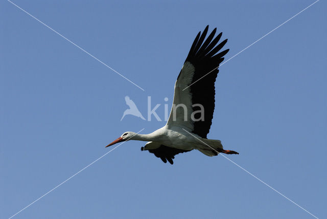 White Stork (Ciconia ciconia)