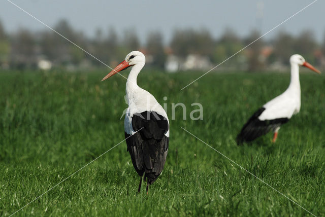 White Stork (Ciconia ciconia)