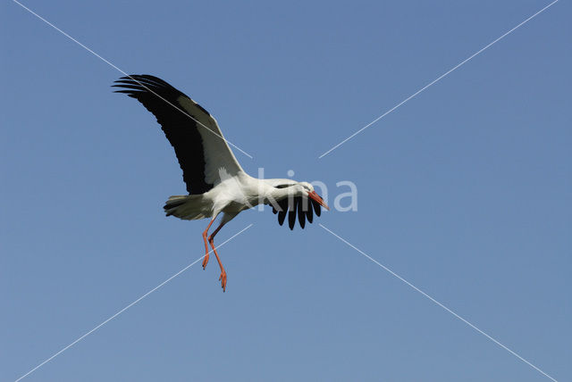 White Stork (Ciconia ciconia)