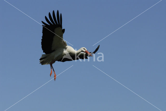 White Stork (Ciconia ciconia)