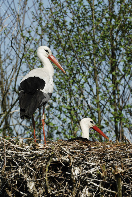 White Stork (Ciconia ciconia)