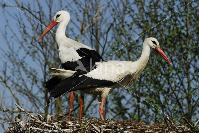 White Stork (Ciconia ciconia)