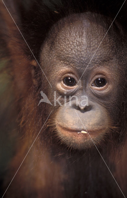 Orangutan (Pongo pygmaeus)