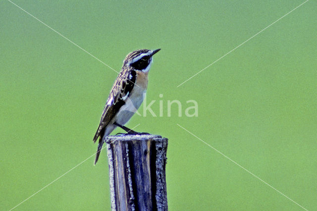 Whinchat (Saxicola rubetra)