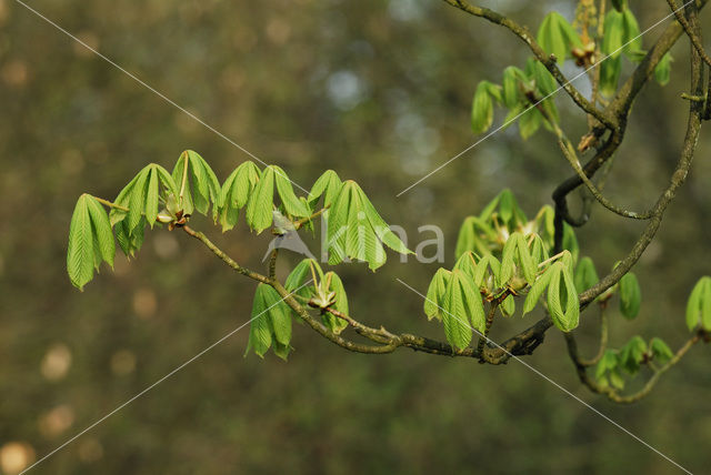 Paardenkastanje (Aesculus hippocastanum)