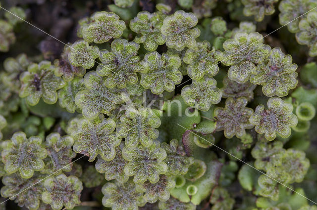 Parapluutjesmos (Marchantia polymorpha)