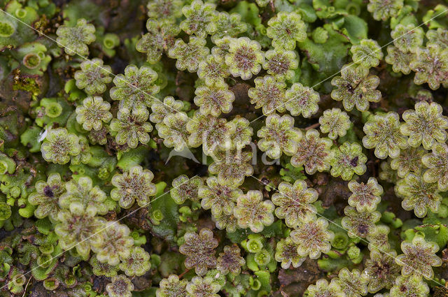 Parapluutjesmos (Marchantia polymorpha)