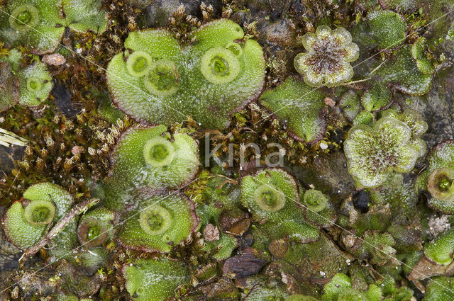 Parapluutjesmos (Marchantia polymorpha)