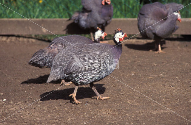 Helmeted Guineafowl (Numida meleagris)