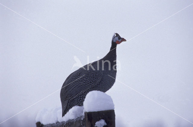 Helmeted Guineafowl (Numida meleagris)