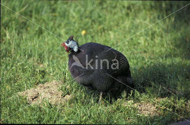 Helmeted Guineafowl (Numida meleagris)