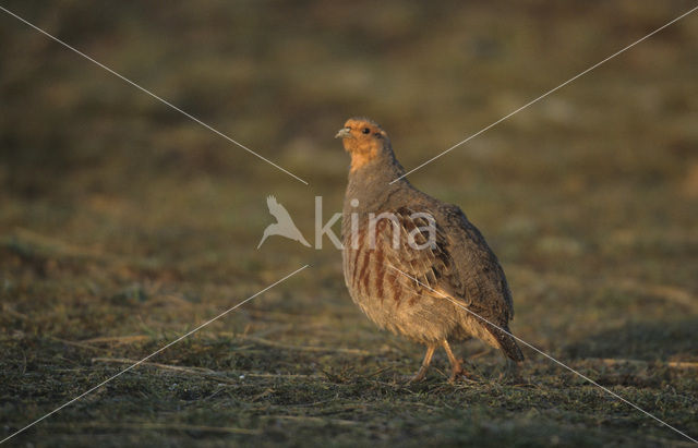 Grey Partridge (Perdix perdix)