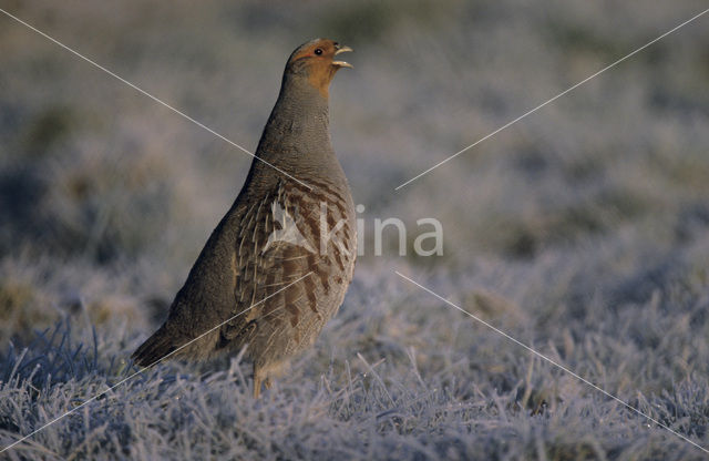 Patrijs (Perdix perdix)