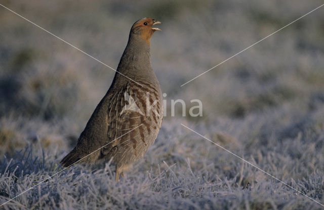 Patrijs (Perdix perdix)