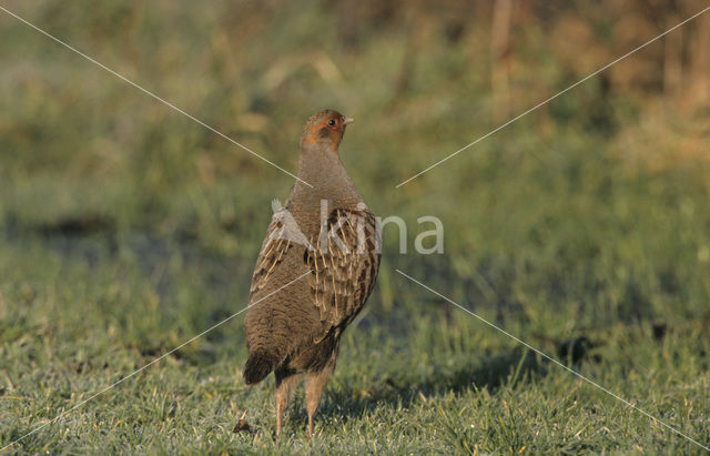 Patrijs (Perdix perdix)