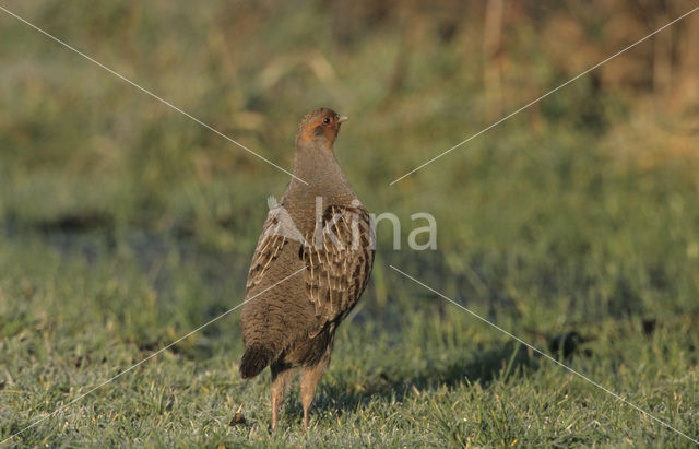 Grey Partridge (Perdix perdix)