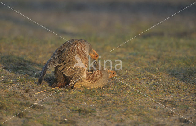 Patrijs (Perdix perdix)