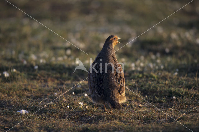 Grey Partridge (Perdix perdix)