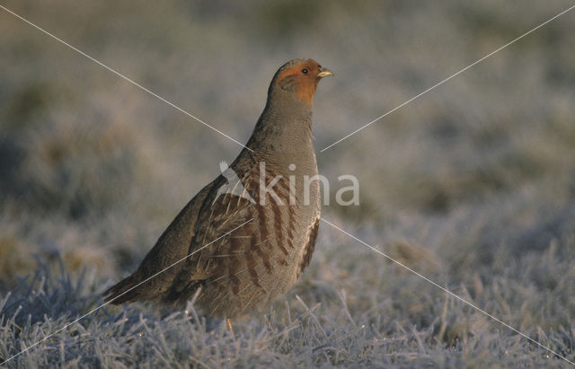 Patrijs (Perdix perdix)