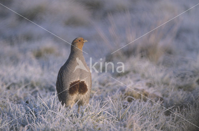 Patrijs (Perdix perdix)