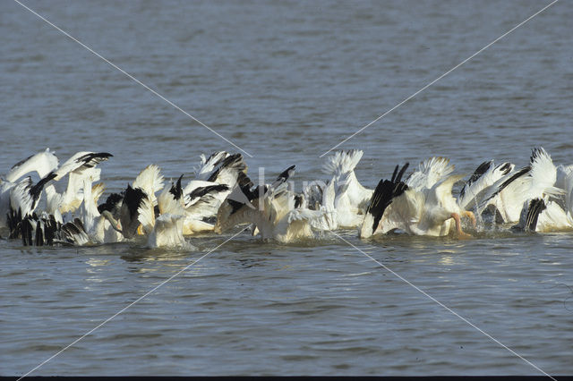 Pelican (Pelecanus spec.)