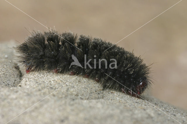 Nine-spotted Moth (Amata phegea)