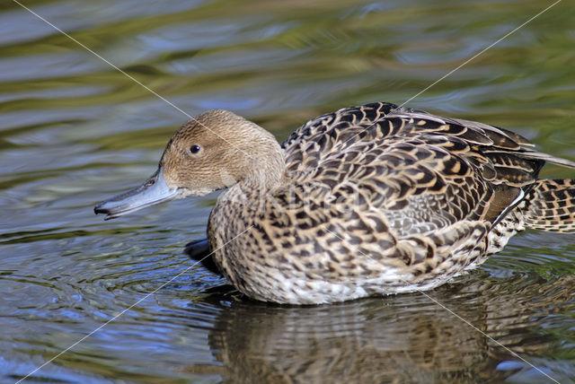Northern Pintail (Anas acuta)