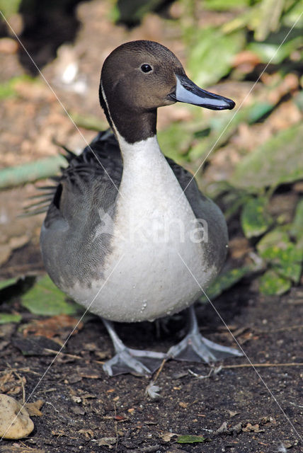 Northern Pintail (Anas acuta)