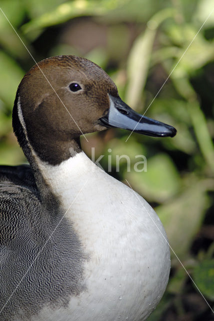Northern Pintail (Anas acuta)
