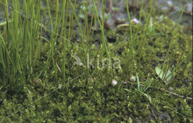 Pillwort (Pilularia globulifera)