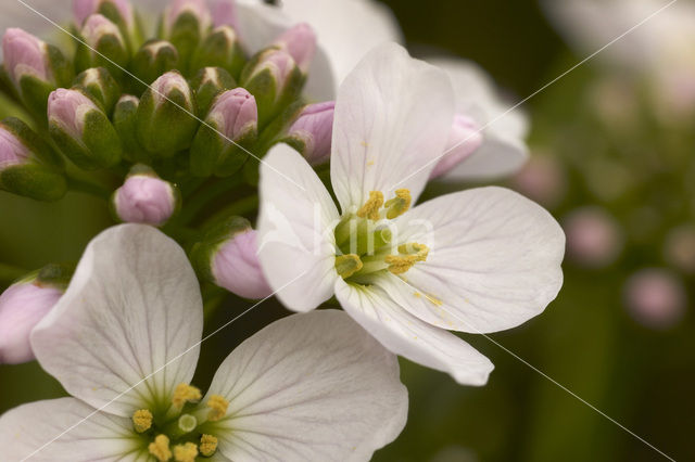 Pinksterbloem (Cardamine pratensis)