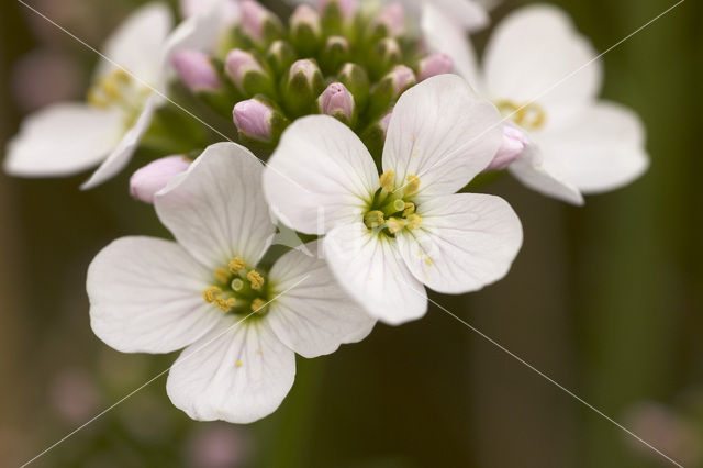 Pinksterbloem (Cardamine pratensis)