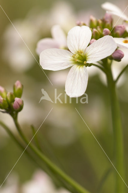 Pinksterbloem (Cardamine pratensis)