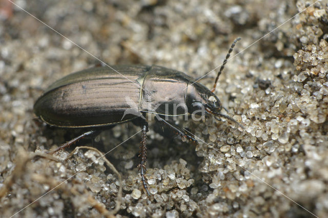 Platte Glimmer (Amara spreta)