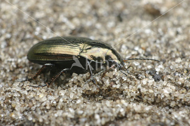 Platte Glimmer (Amara spreta)