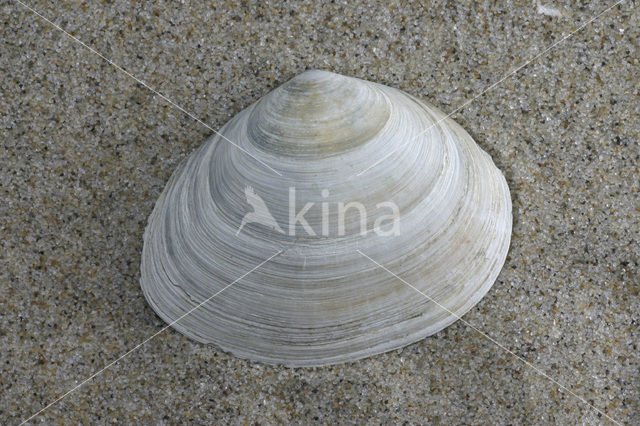 Peppery Furrow-shell (Scrobicularia plana)