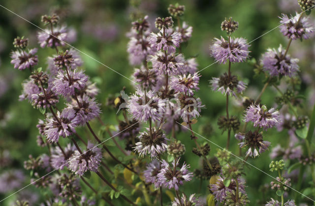 Penny-royal (Mentha pulegium)