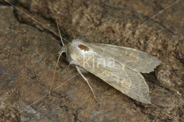 Populierengouduil (Xanthia ocellaris)