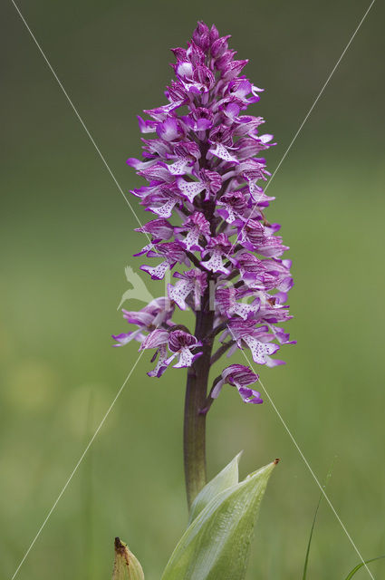 Lady Orchid (Orchis purpurea)