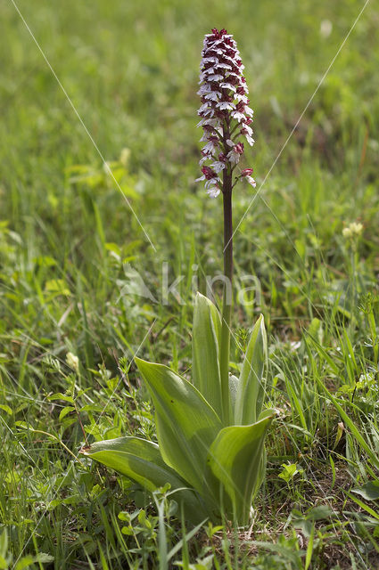 Purperorchis