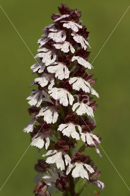 Purperorchis