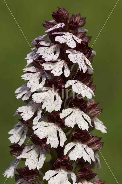 Purperorchis