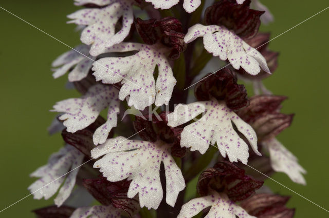 Purperorchis