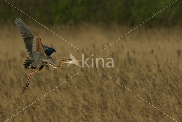 Purple Heron (Ardea purpurea)