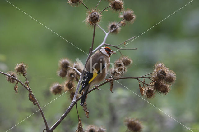 European Goldfinch (Carduelis carduelis)